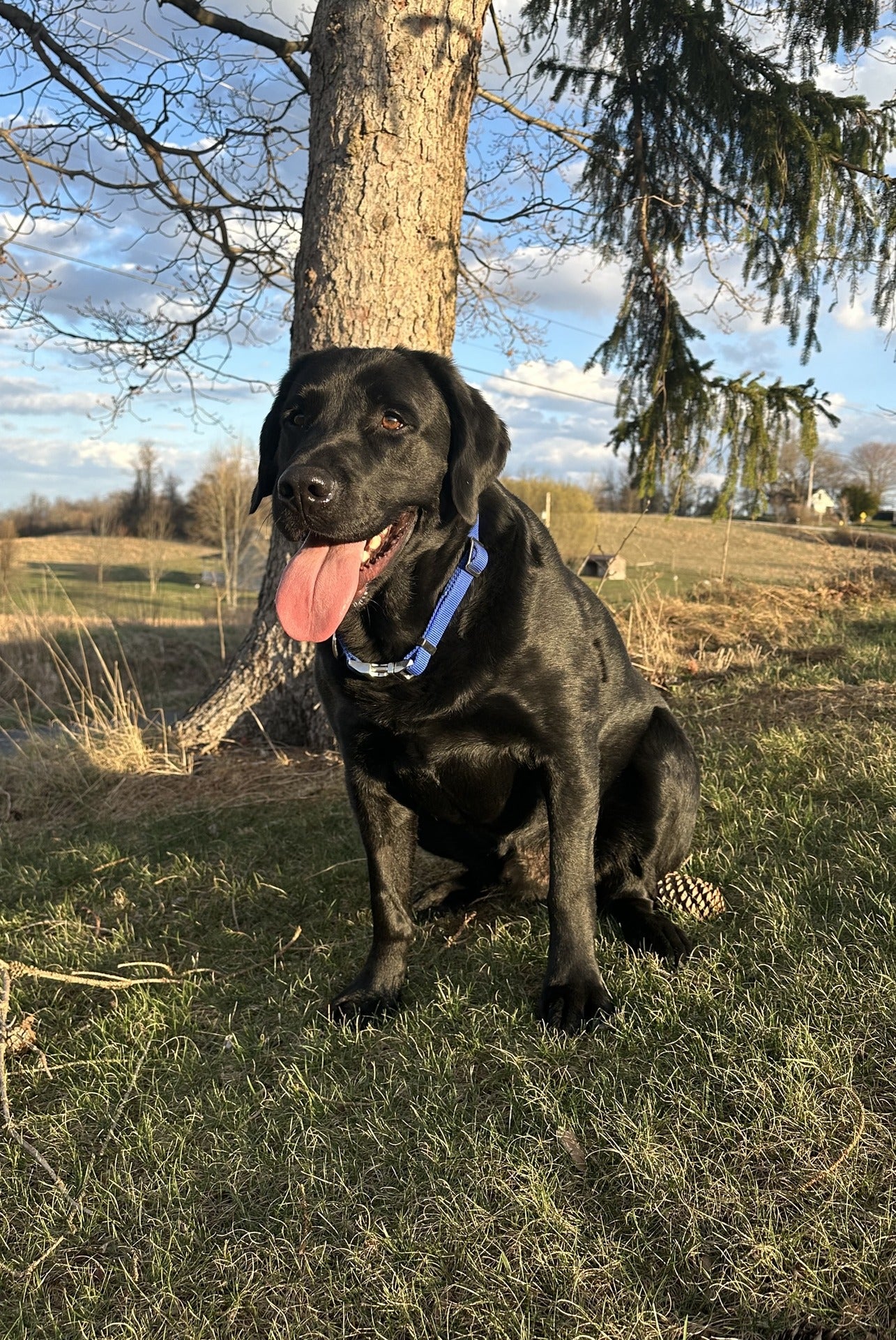 Gus the Lovable Labrador - Case Study
